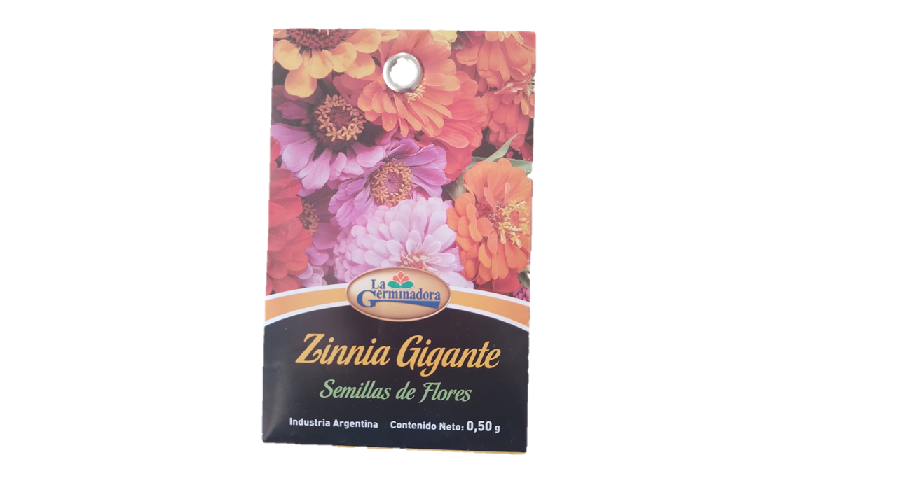 SEMILLA DE ZINIA GIGANTE